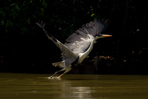 heron